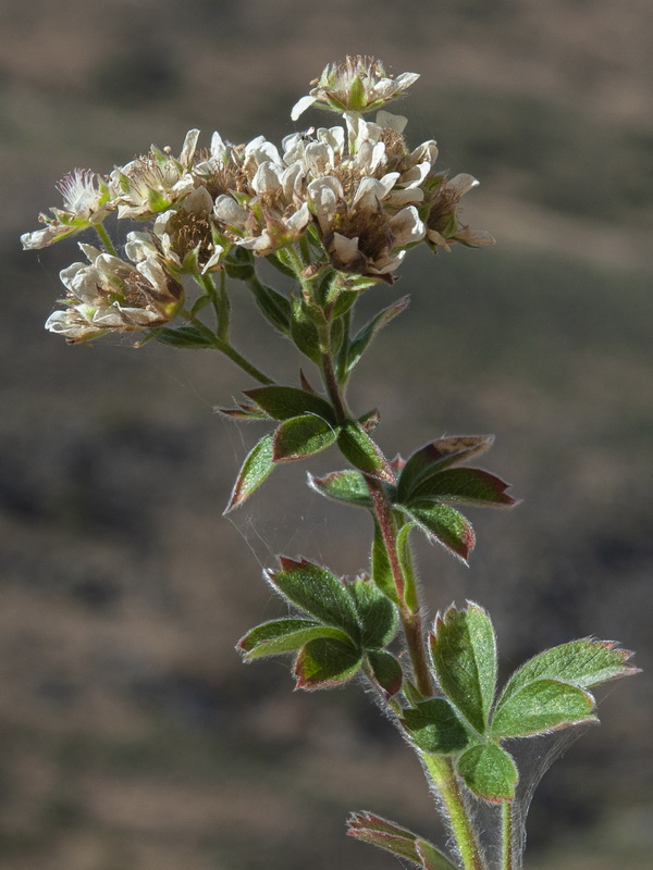 Potentilla caulescens.14