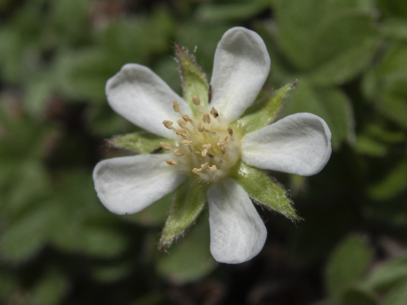 Potentilla caulescens.17