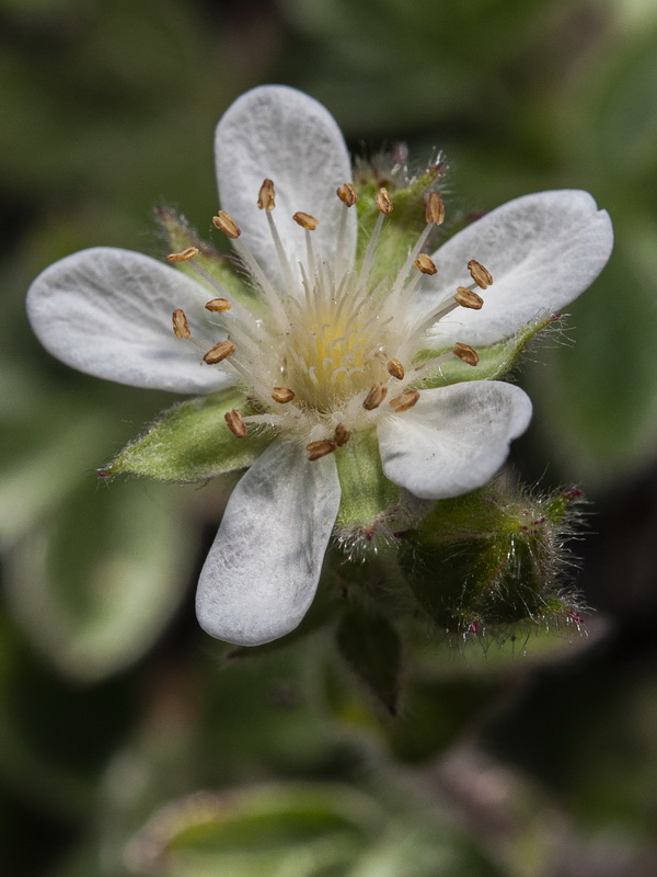 Potentilla caulescens.19