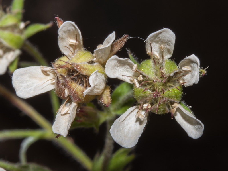 Potentilla caulescens.25