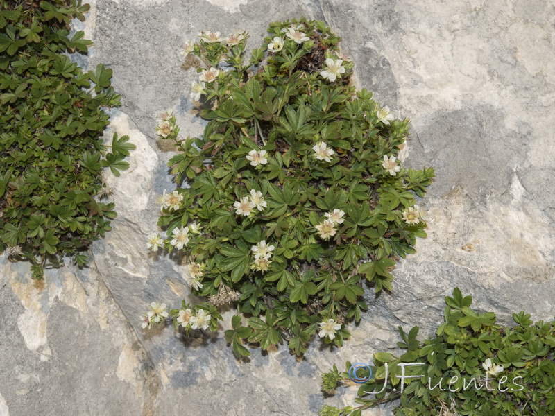 Potentilla caulescens.33