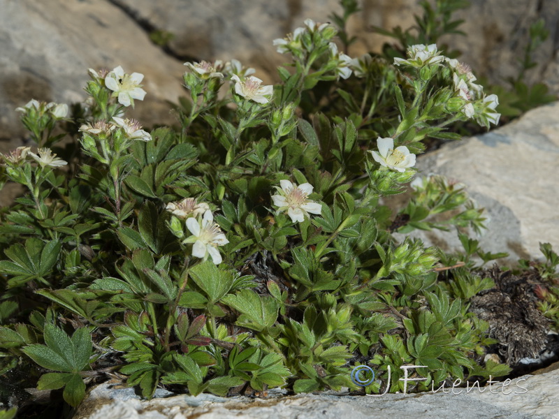 Potentilla caulescens.34