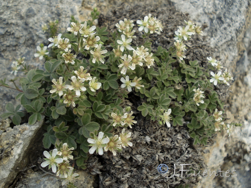 Potentilla petrophylla.02