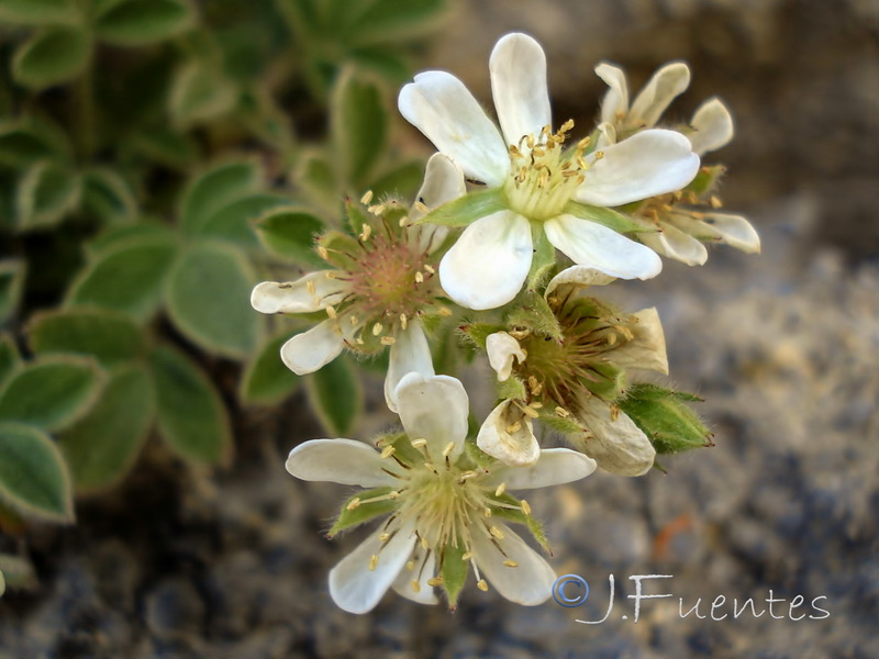 Potentilla petrophylla.04