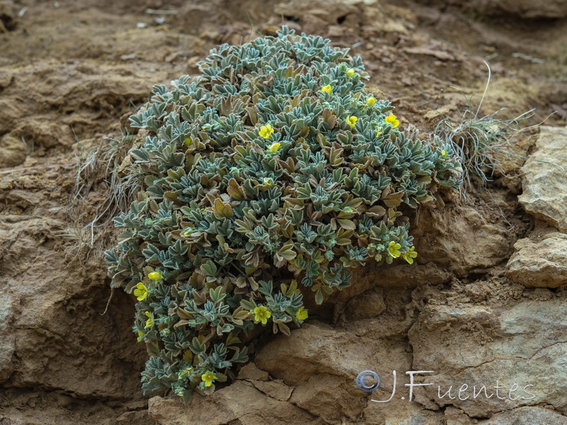 Potentilla cinerea.01