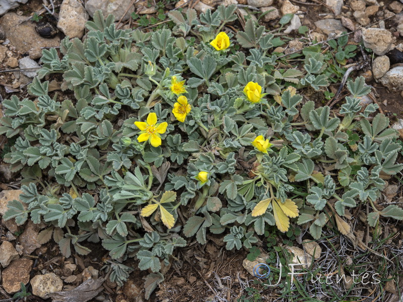 Potentilla cinerea.02