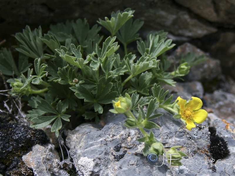 Potentilla cinerea.03