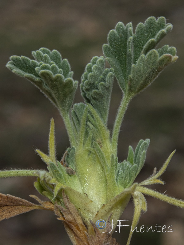 Potentilla cinerea.04