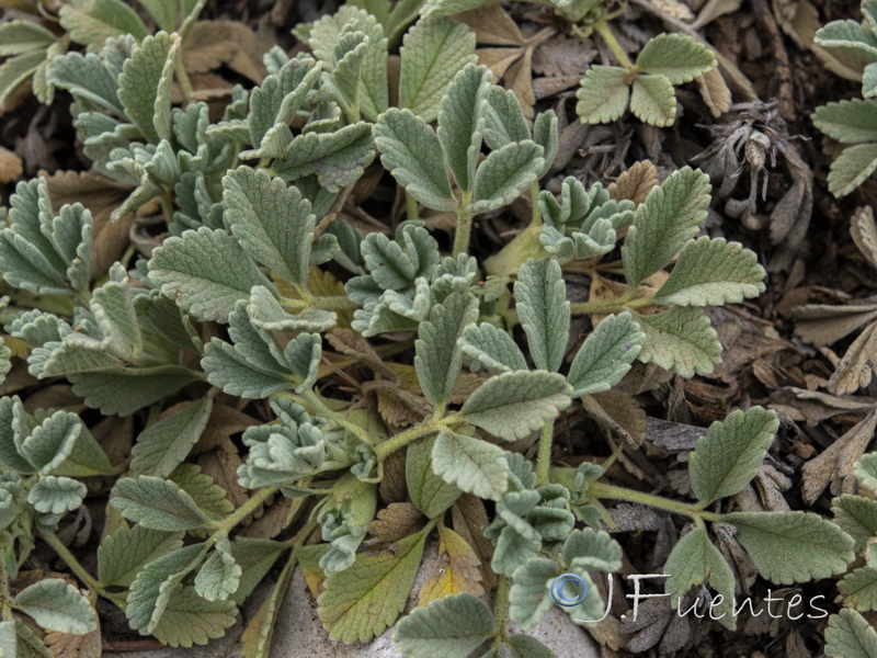 Potentilla cinerea.06