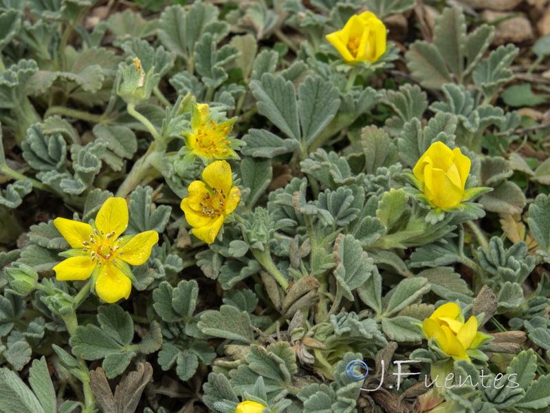 Potentilla cinerea.09
