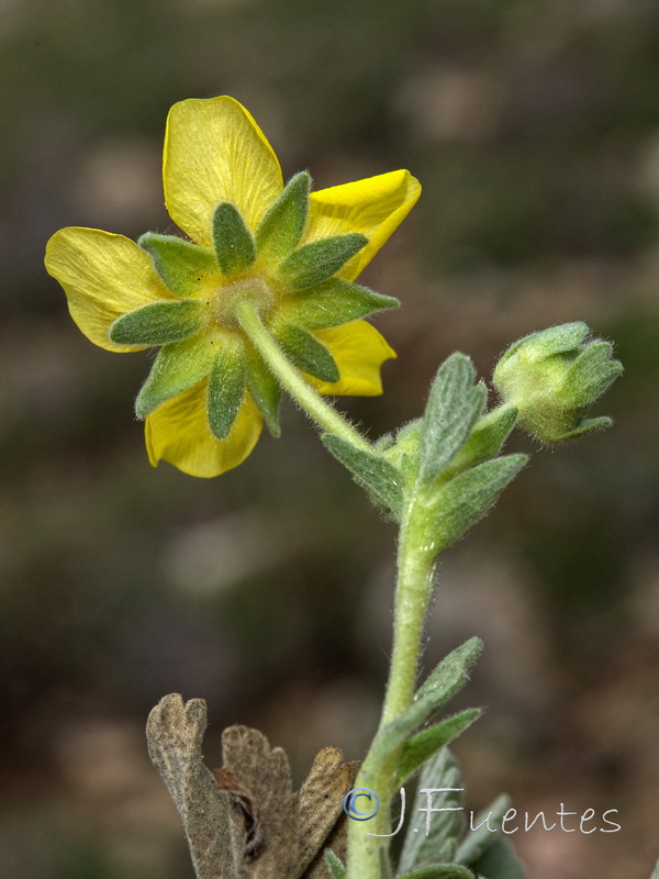 Potentilla cinerea.11