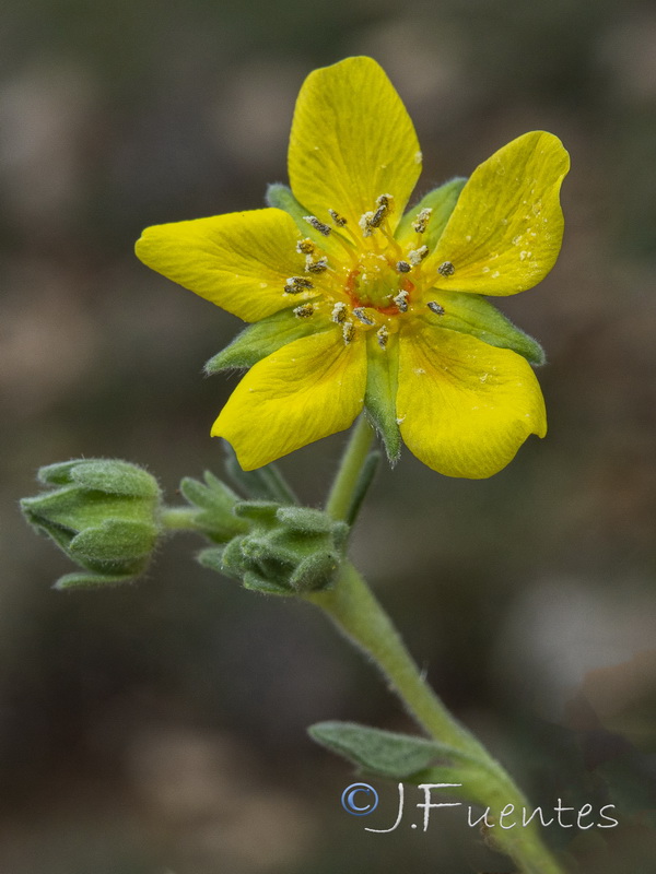 Potentilla cinerea.12
