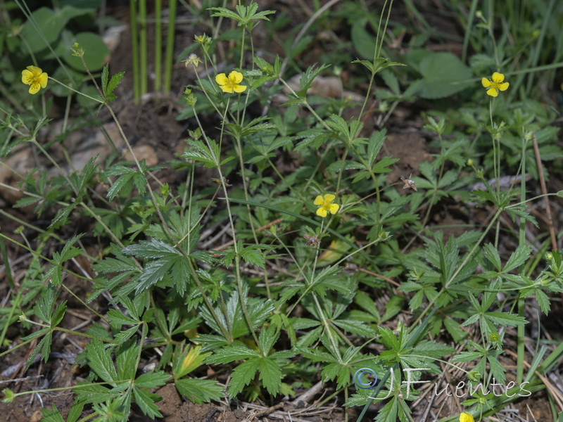 Potentilla erecta.02