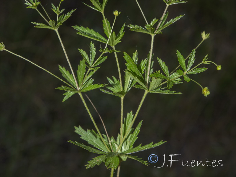 Potentilla erecta.06