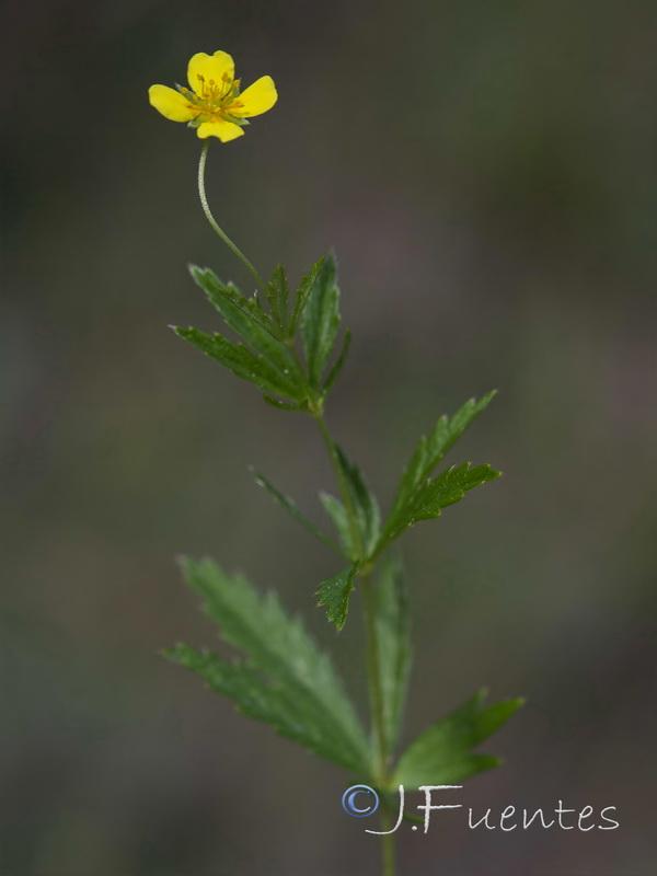 Potentilla erecta.07