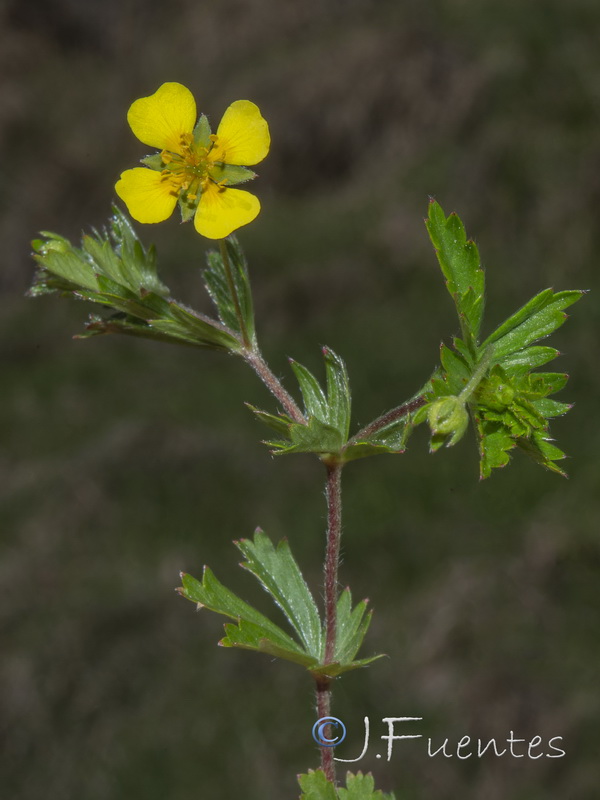 Potentilla erecta.09