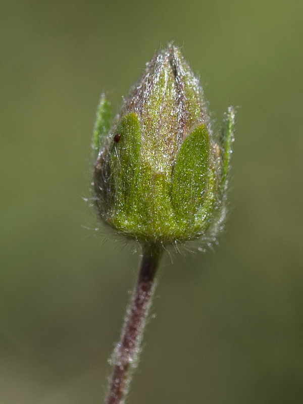 Potentilla erecta.10