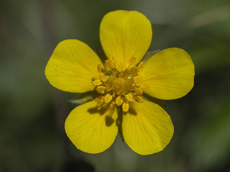 Potentilla erecta.12