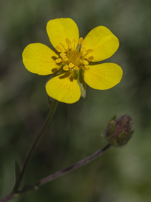 Potentilla erecta.13