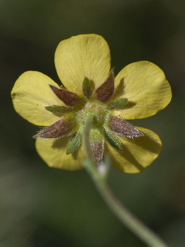 Potentilla erecta.14