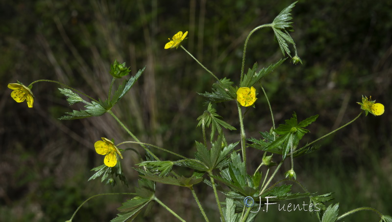 Potentilla erecta.16