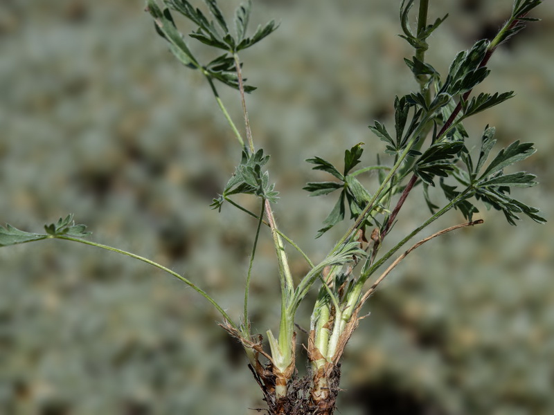 Potentilla hirta.03