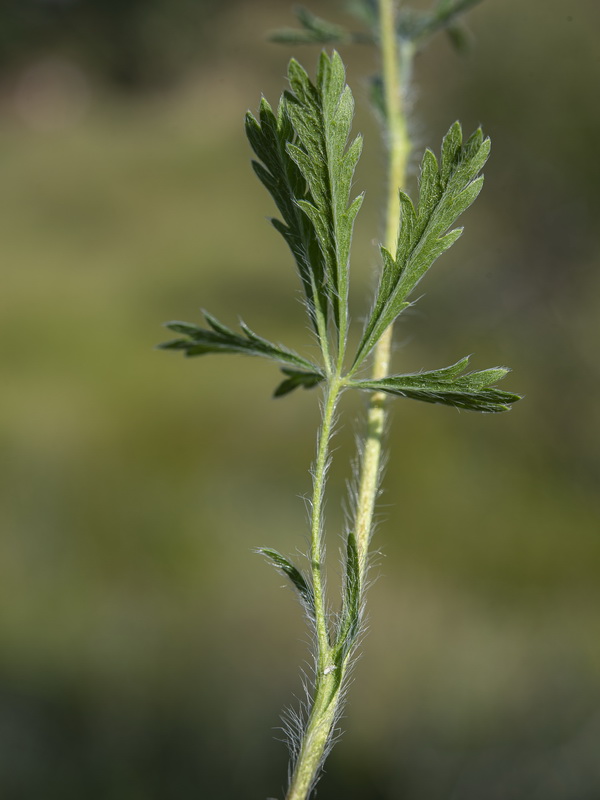 Potentilla hirta.04