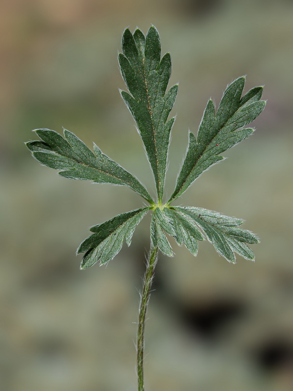 Potentilla hirta.05