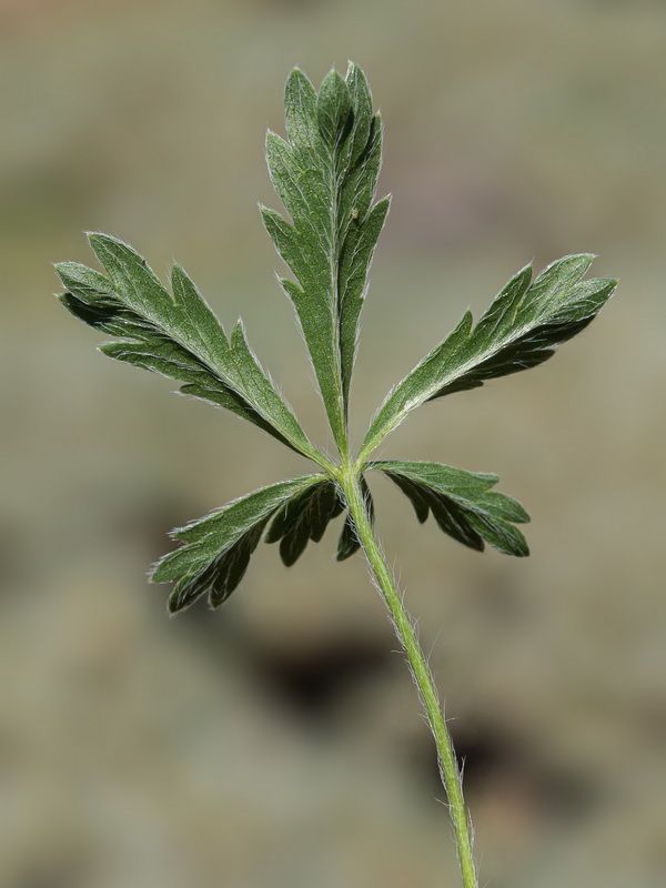 Potentilla hirta.06