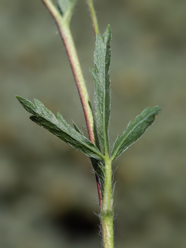 Potentilla hirta.07