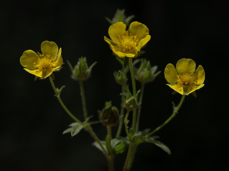 Potentilla hirta.08