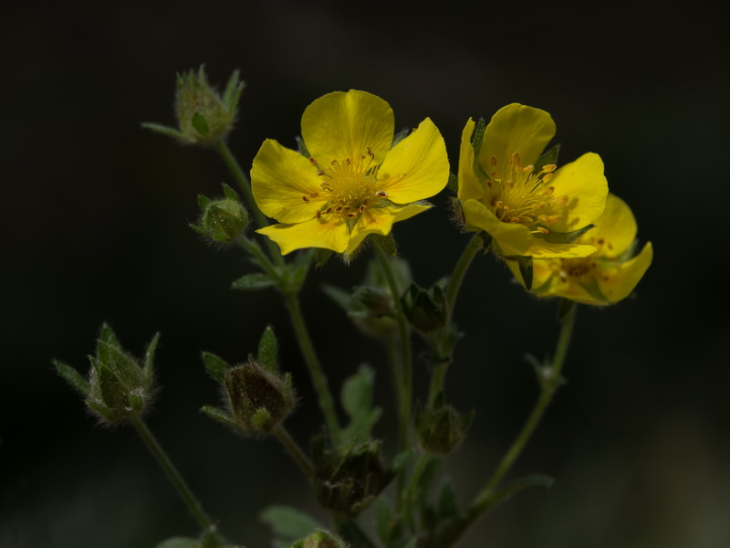 Potentilla hirta.09