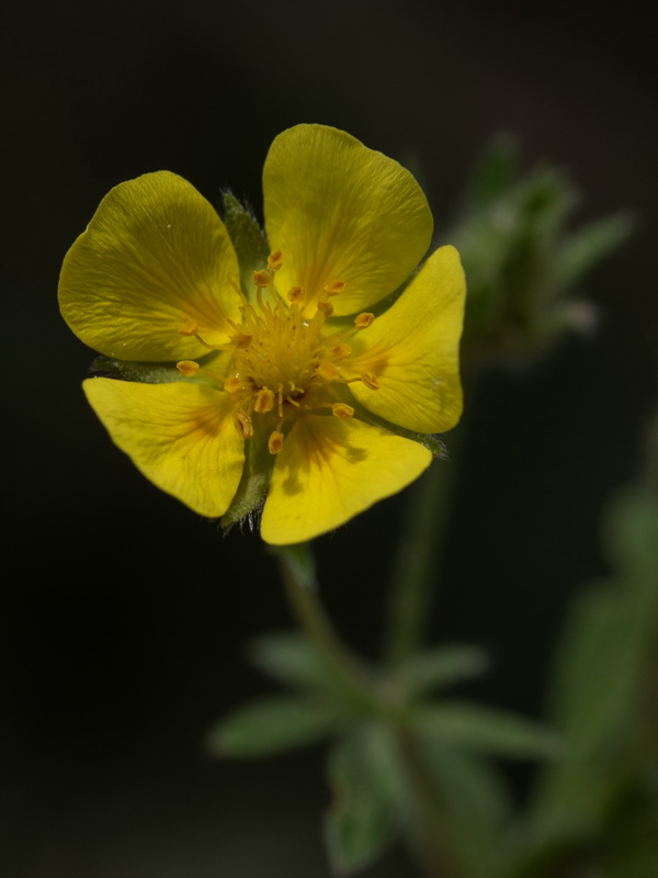 Potentilla hirta.13