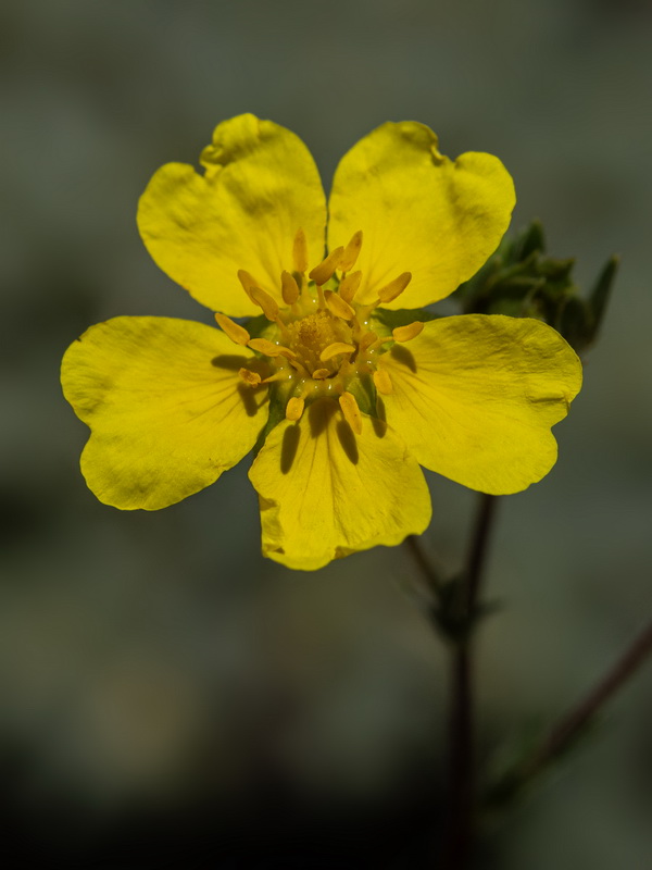 Potentilla hirta.14