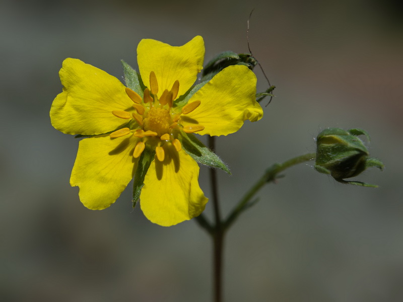 Potentilla hirta.16