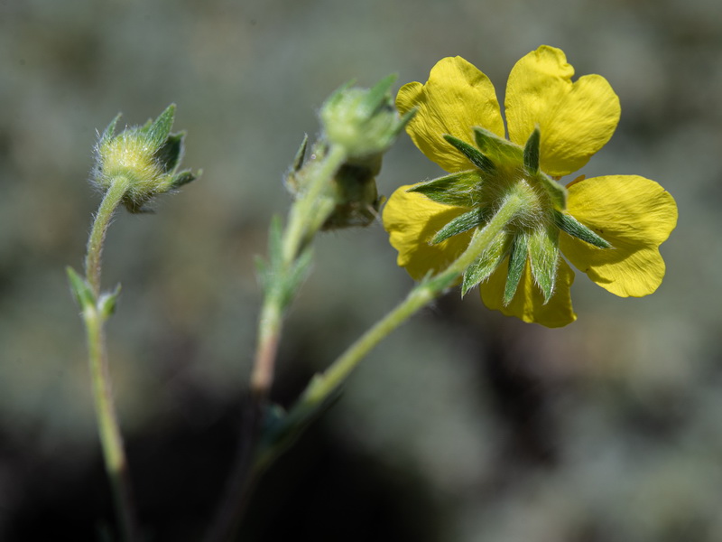 Potentilla hirta.18