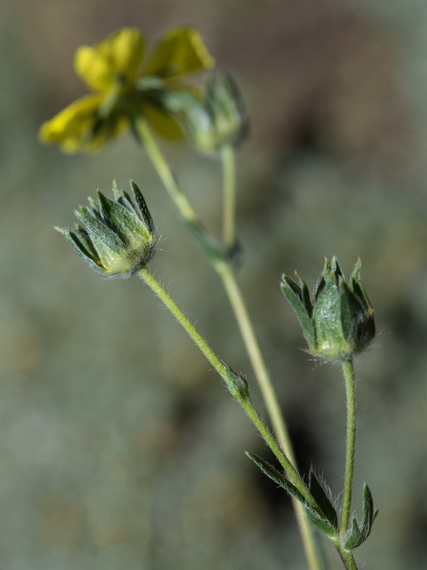 Potentilla hirta.19