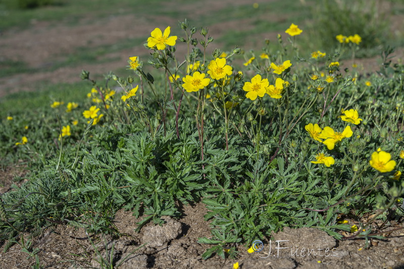 Potentilla hirta.01