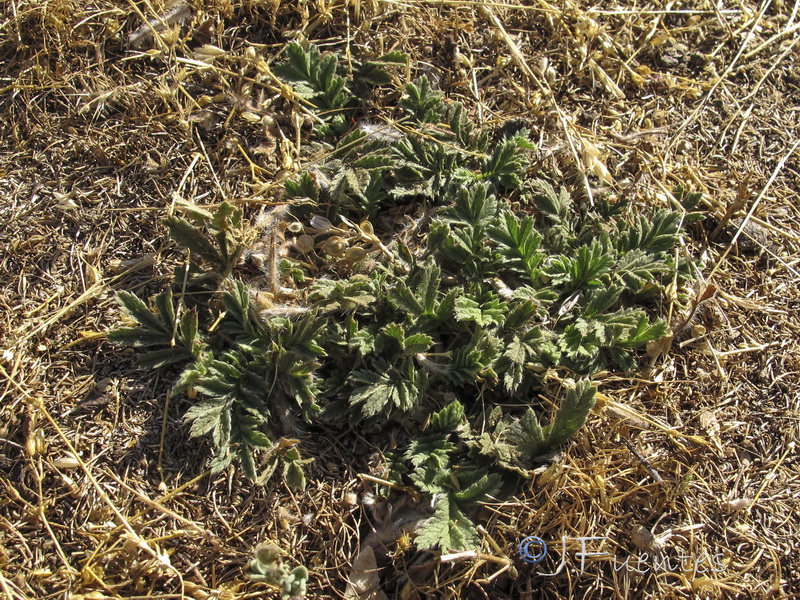 Potentilla hispanica.01