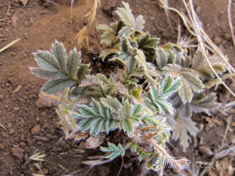 Potentilla hispanica.02