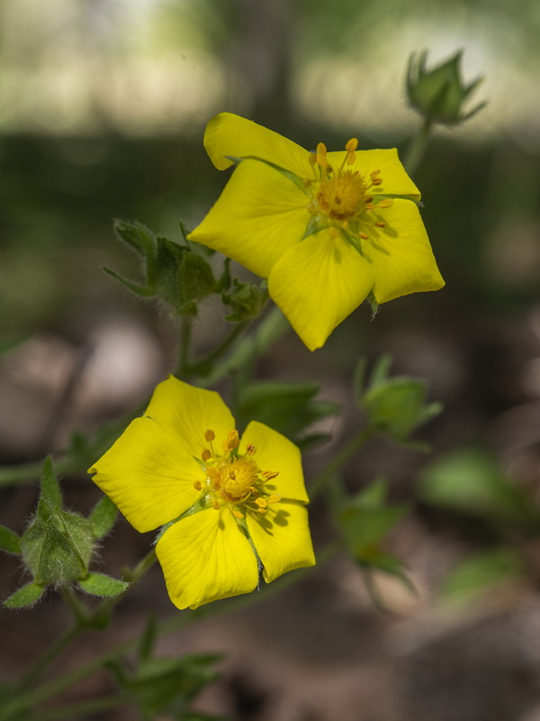 Potentilla hispanica.09