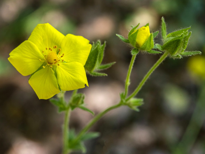 Potentilla hispanica.12