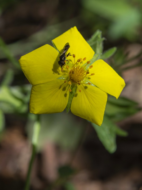 Potentilla hispanica.15