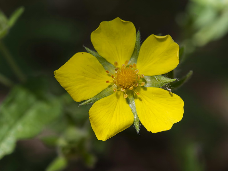 Potentilla hispanica.16