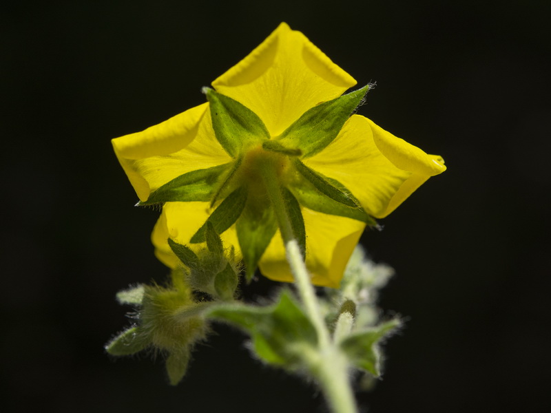 Potentilla hispanica.20