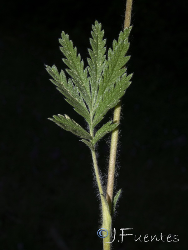 Potentilla hispanica.22