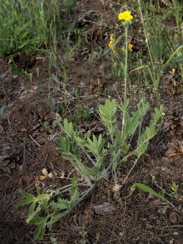 Potentilla hispanica.23