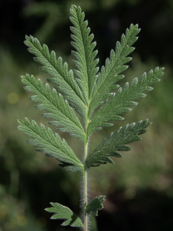 Potentilla hispanica.24
