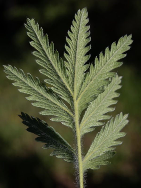 Potentilla hispanica.25