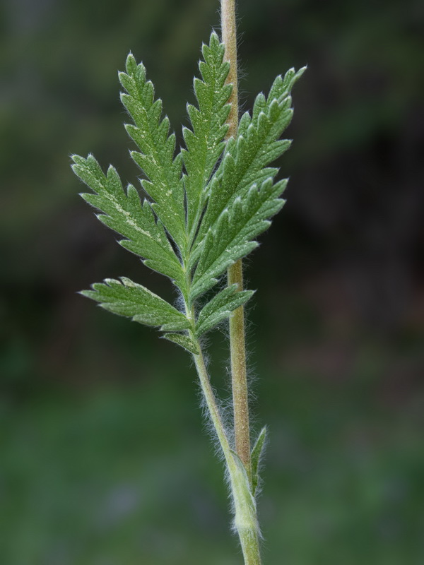Potentilla hispanica.28